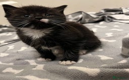 Mixed Breed cats for sale: 4 Beautiful Kittens 🐾 ❤️  - Image 8