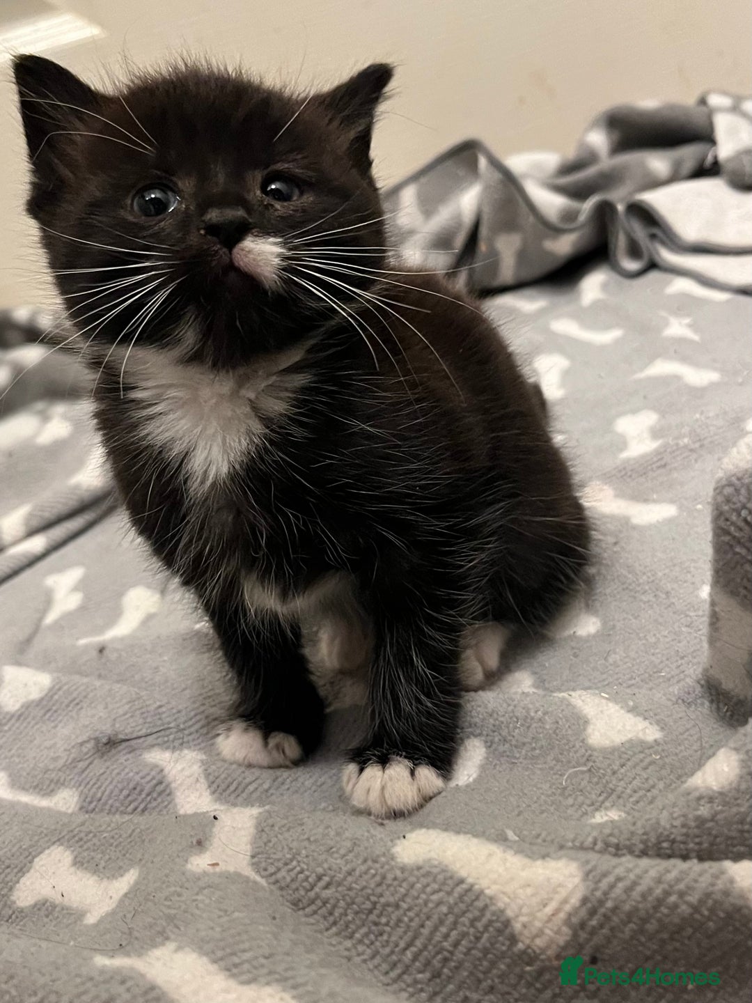 Mixed Breed cats for sale: 4 Beautiful Kittens 🐾 ❤️  - Image 8