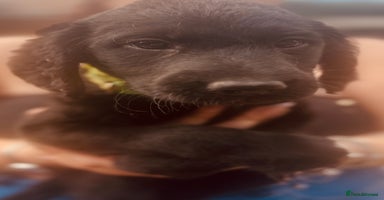 Labradoodle dogs - Advert 3