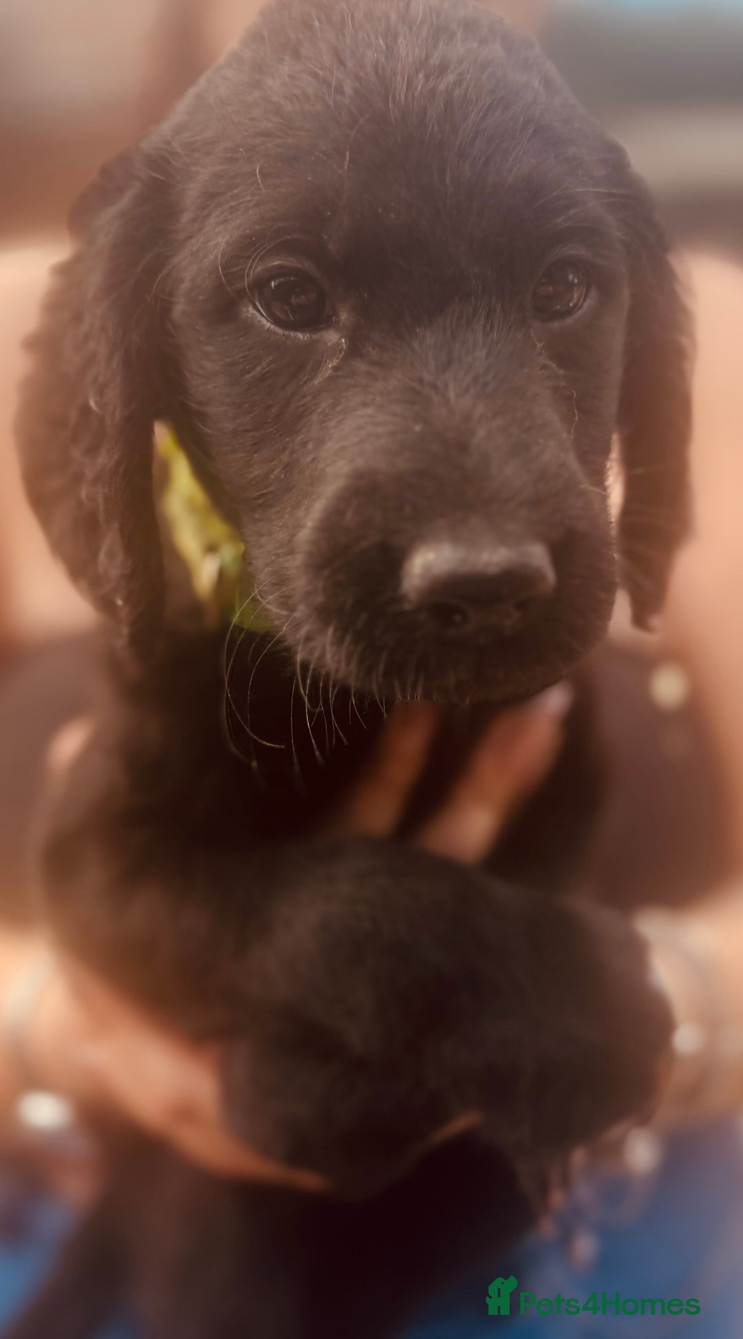 Labradoodle dogs for sale: f1 labradoodles  - Image 3