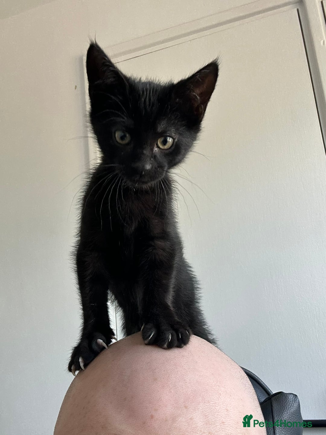 Mixed Breed cats for sale: Black Tabby looking for forever home  - Advert 5