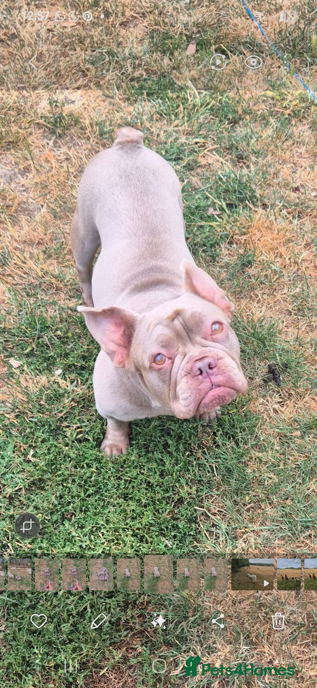 French Bulldog dogs for adoption: Izzy  in Bedford - Advert 1