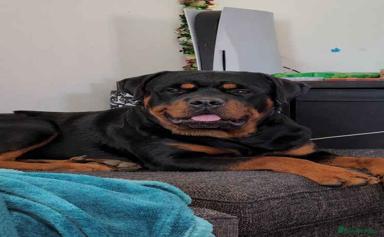 Rottweiler dogs - Advert 2
