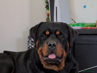 Rottweiler dogs - Advert 4