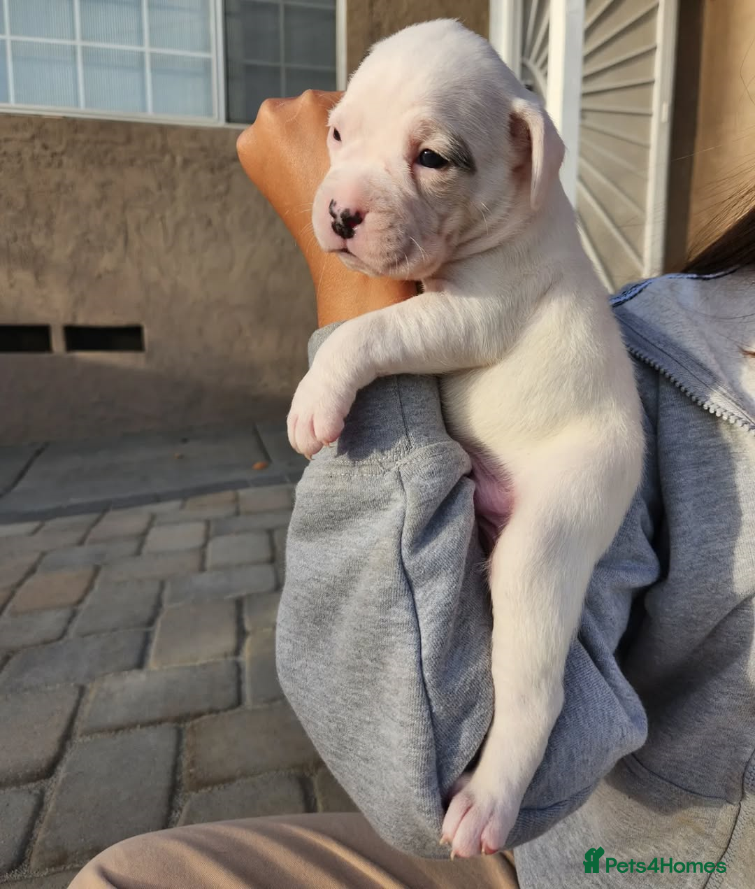 Boxer dogs for sale: Purebred Boxers Puppies - C3 Vacc Girls And Boys - Image 4