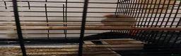 Finches birds for sale: Finches + cages - Advert 10