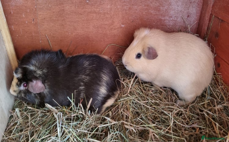 Guinea Pig rodents - Advert 1