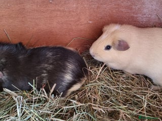 Guinea Pig rodents - Advert 24