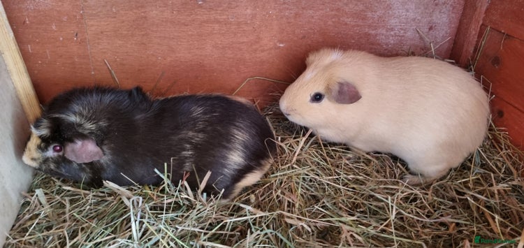 Guinea Pig rodents - Advert 10