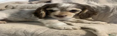 Cocker Spaniel 1