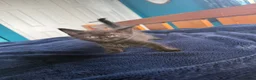 British Shorthair cats for sale: 2 x British short hair x Sphynx  - Advert 7