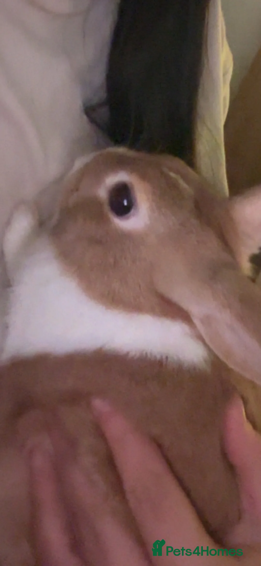 Mixed Breed rabbits for sale: rabbits in Bangor - Advert 9