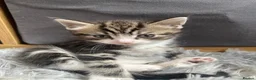Mixed Breed cats for sale: Half Maine coon kittens  - Advert 14