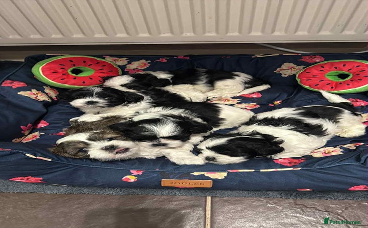 Shih Tzu dogs - Advert 4