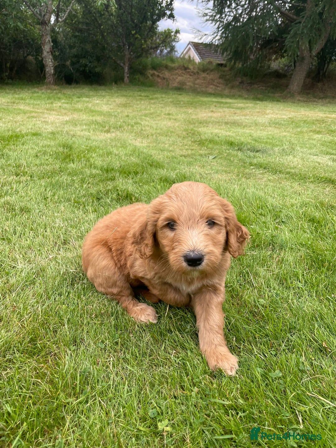 Australian Labradoodle dogs for sale: Australian Labradoodle puppies  - Image 9