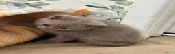 British Shorthair cats for sale: Social, playful BSH kittens  - Advert 9