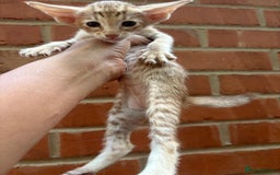 Oriental cats for sale: GCCF Oriental - Image 9