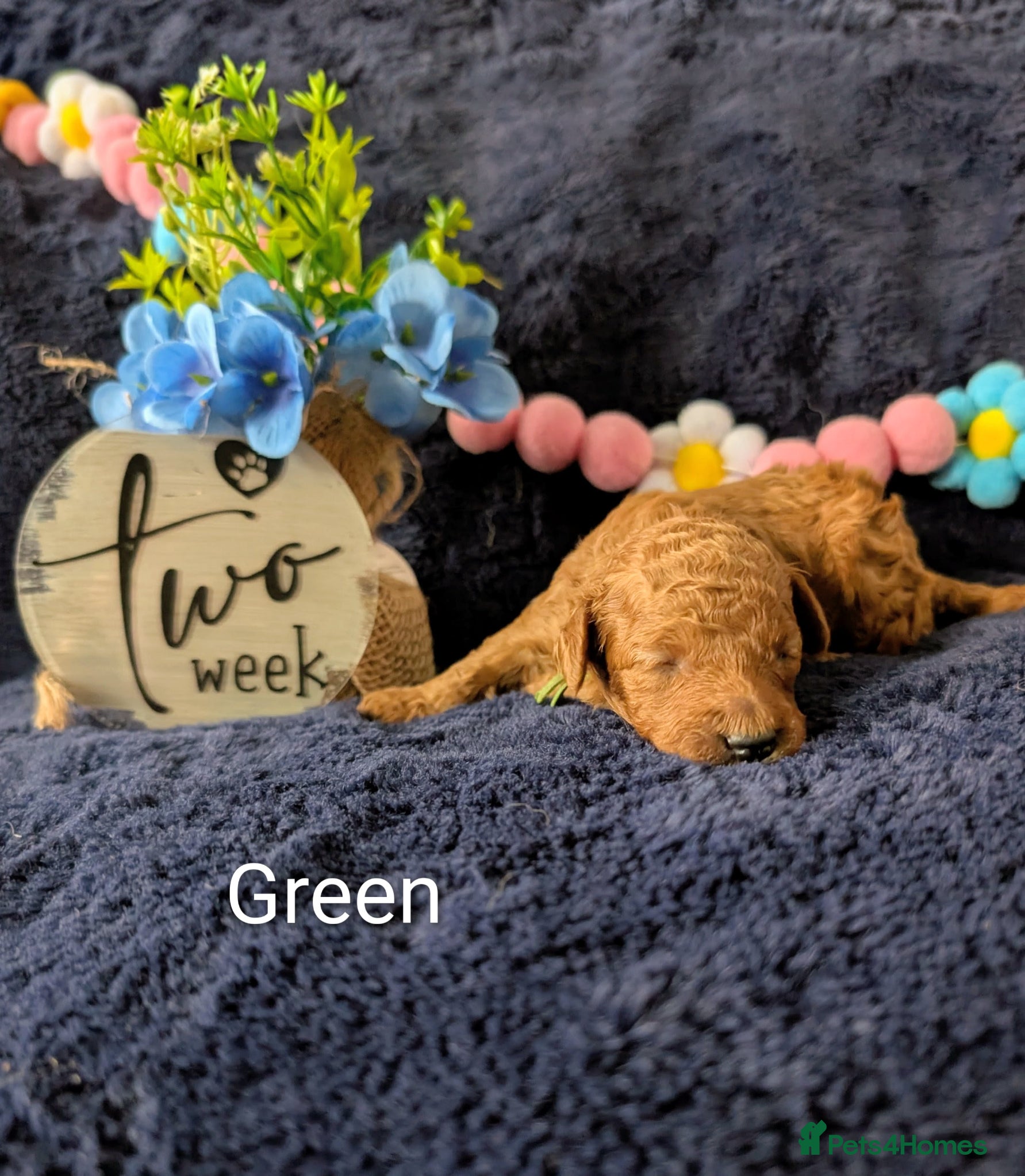 Toy Poodle dogs Gorgeous red Asian toy poodle boys - Advert 14