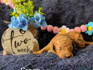 Toy Poodle dogs Gorgeous red Asian toy poodle boys - Advert 14