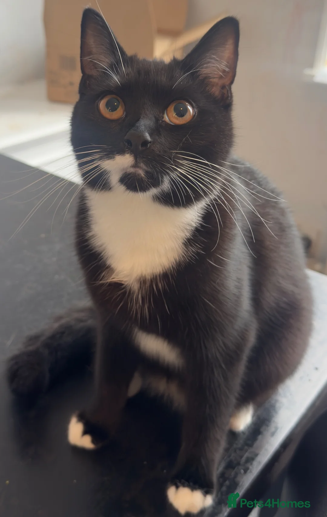 Domestic Shorthair cats for sale: Urgent Home Needed – 2 Neutered Sibling Cats - Advert 4