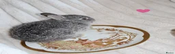 Netherland Dwarf rabbits for sale: 🐰 Netherland Dwarf Rabbits for Sale 🐰 in Southall - Advert 9