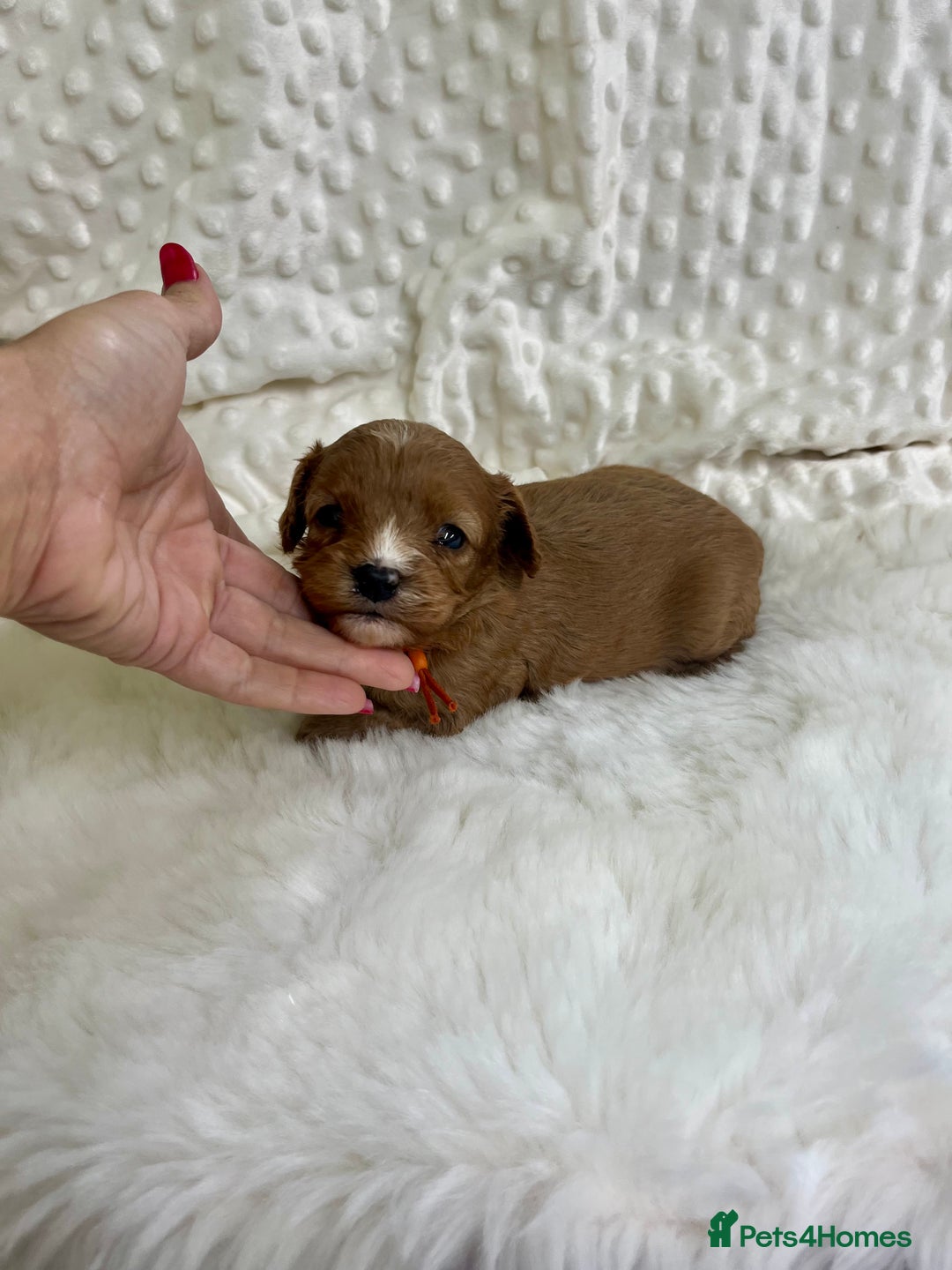 Cavapoo dogs for sale: Top Class Extensively tested F1b Toy Cavapoo pups - Image 18