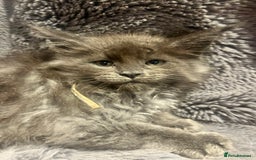 Maine Coon cats for sale: STUNNING MAINE COON KITTENS BLUE SMOKE (tica reg ) - Image 21