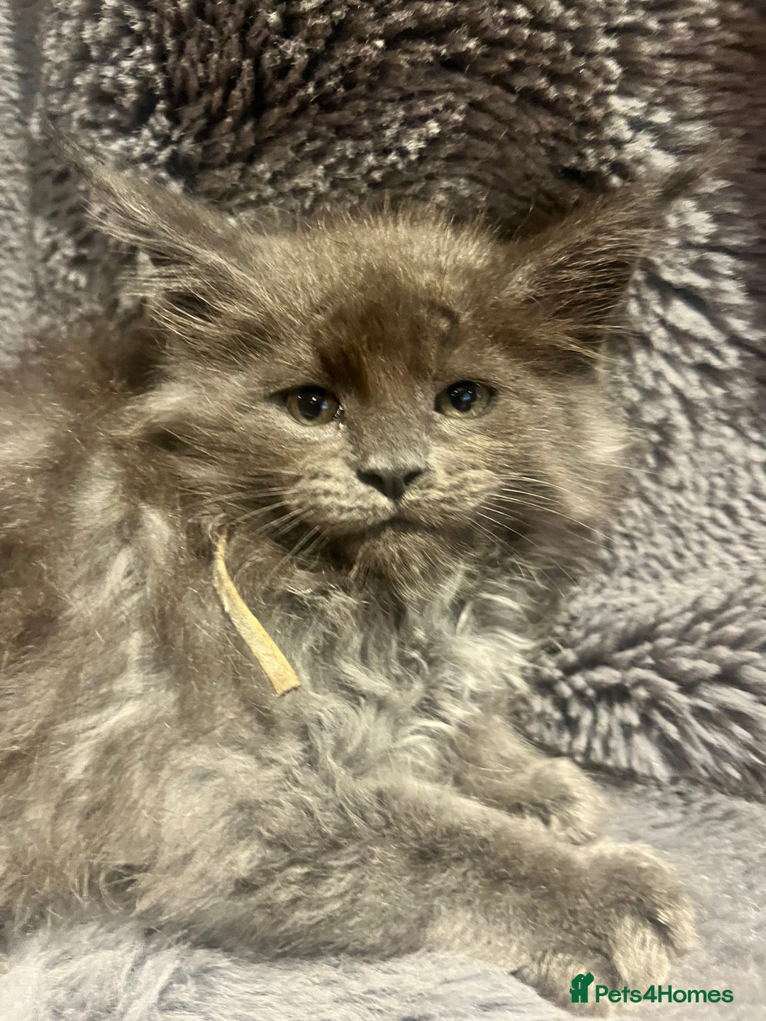 Maine Coon cats for sale: STUNNING MAINE COON KITTENS BLUE SMOKE (tica reg ) - Image 21