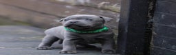 Staffordshire Bull Terrier dogs for stud: VALGLO TOP GUN -BLUE CARRIER in Dudley - Advert 20