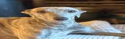 Whippet dogs for sale: CRACKING BOY  - Advert 3