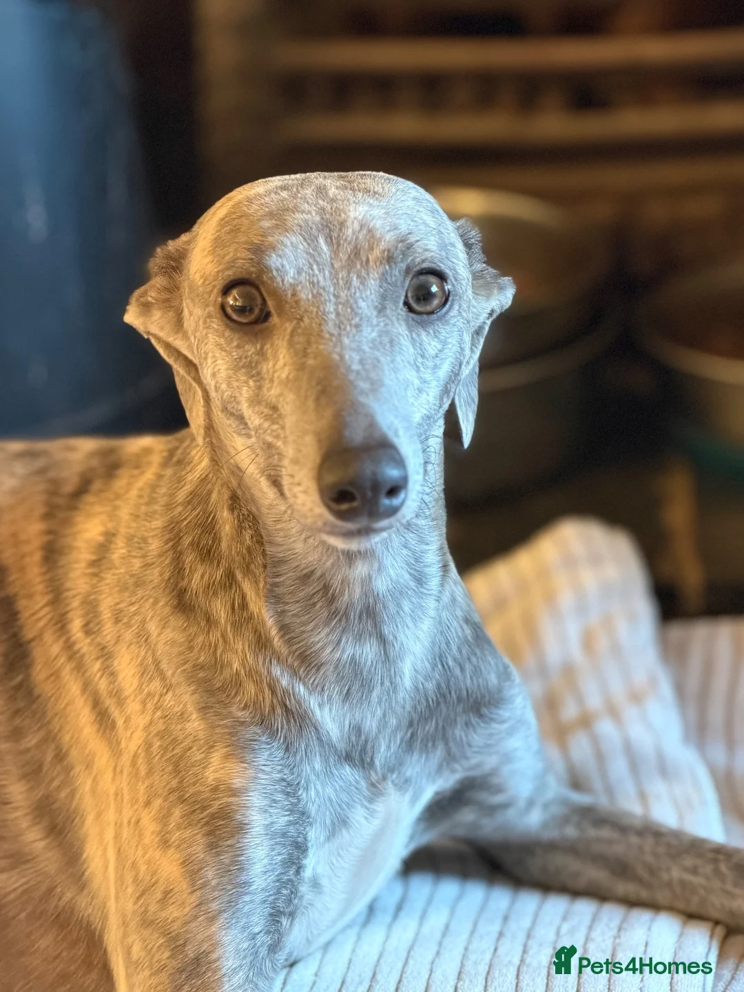 Whippet dogs for sale: CRACKING BOY  - Advert 3
