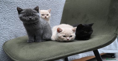 British Shorthair cats - Advert 3