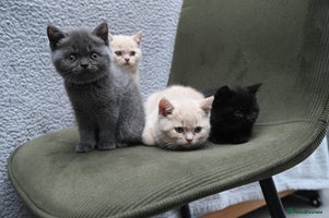 British Shorthair cats - Advert 8
