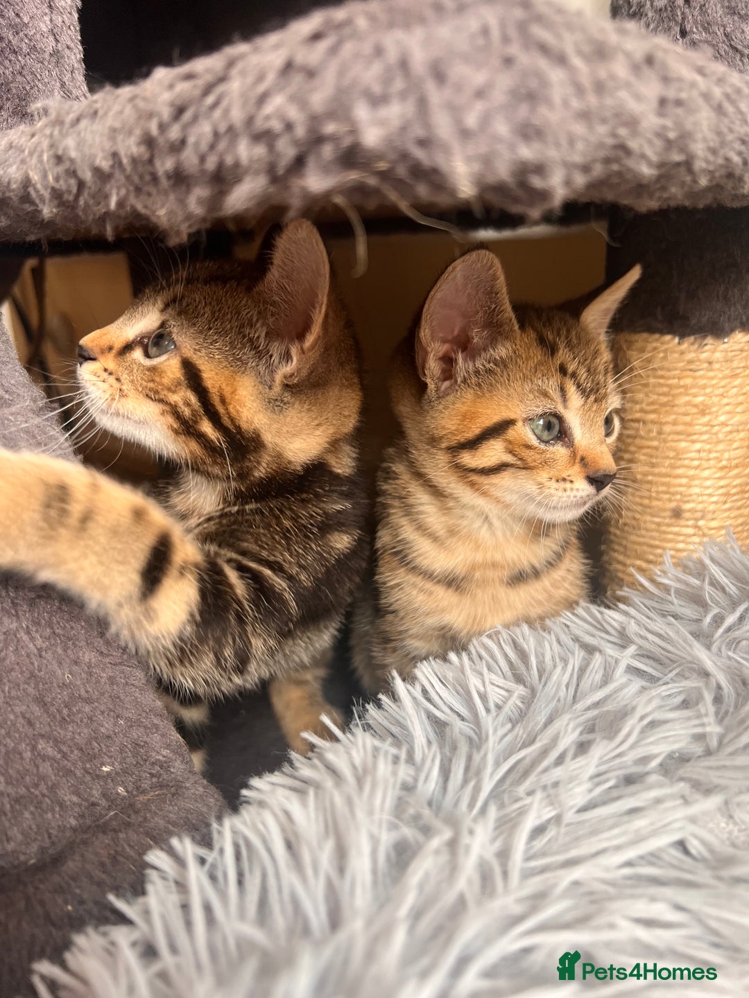 Toyger cats for sale: Adorable kitten  - Image 18