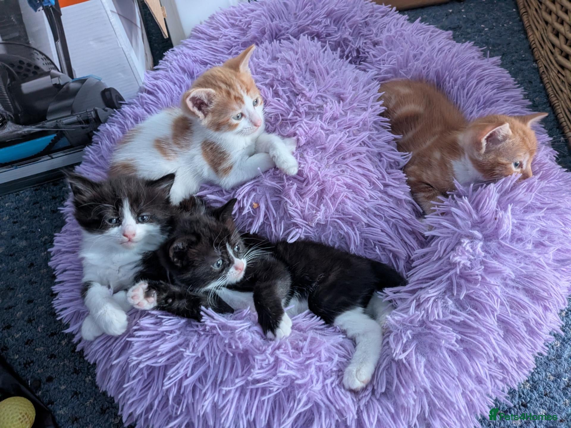 Mixed Breed cats Beautiful domestic x ragdoll kittens - Advert 1