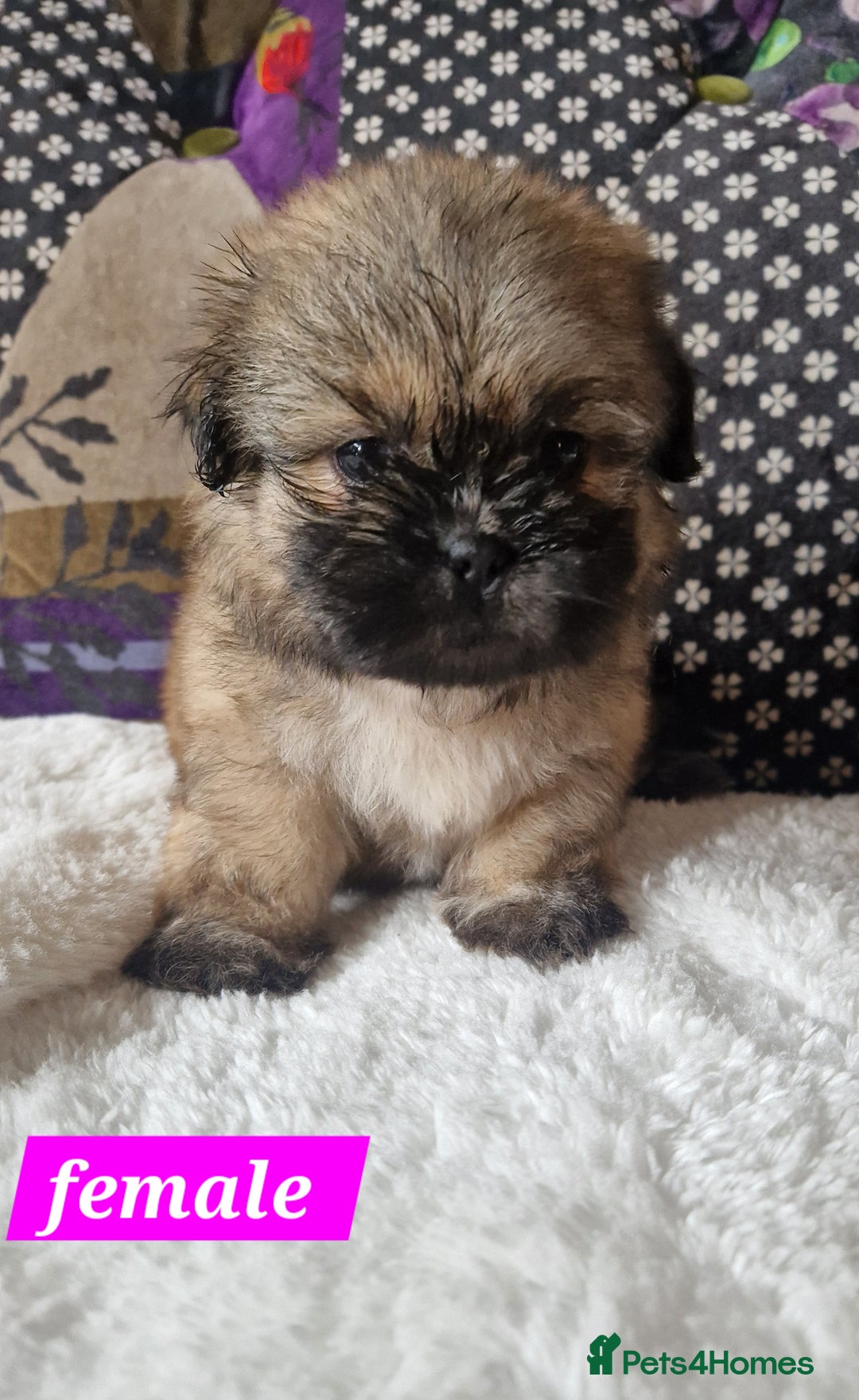 Shih Tzu dogs for sale: Shih-tzu's for sale. - Image 4