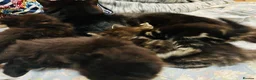 Mixed Breed cats for sale: 5 fluffy kittens looking for their forever homes  - Advert 8