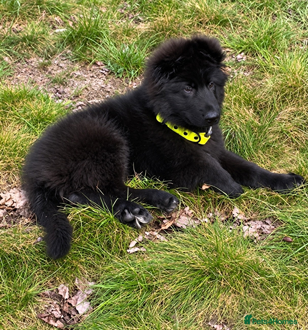German Shepherd dogs  beautiful longcoat solid black girl available  - Advert 2