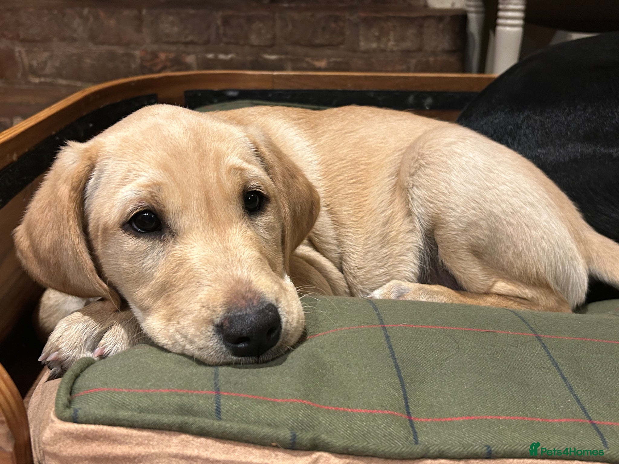 Labrador Retriever dogs Gorgeous boy yellow puppy for sale - Advert 1