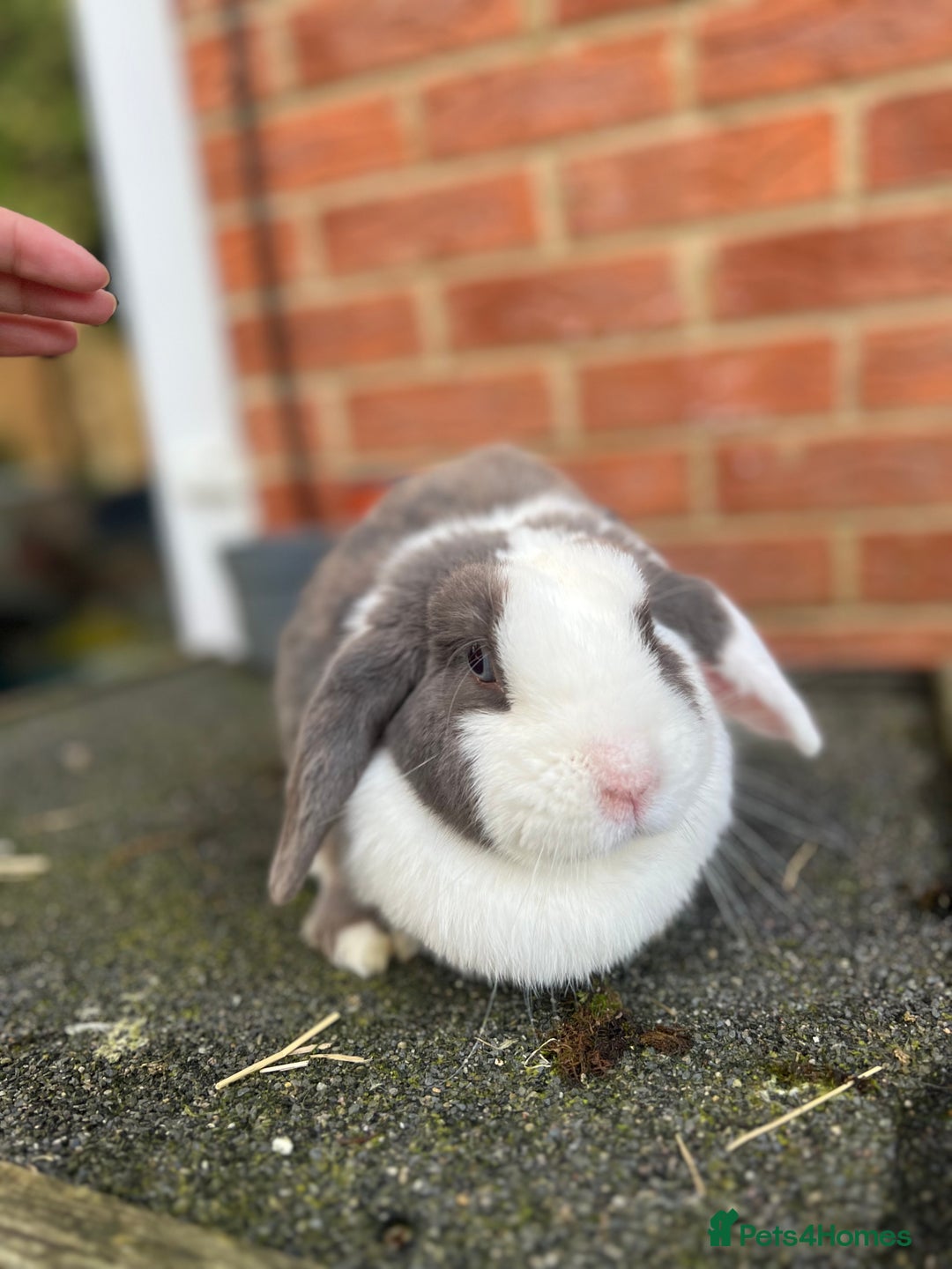 Angora rabbits for sale: Rabbits for adoption - Urgent - Image 20