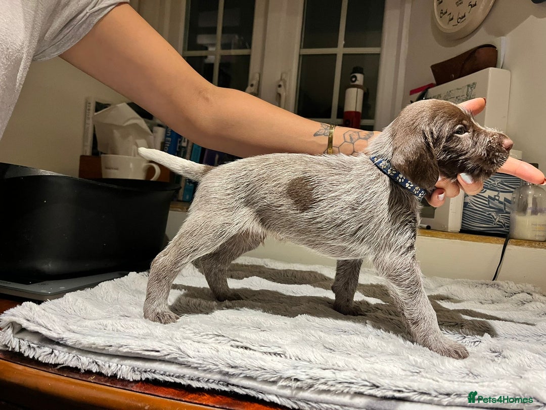 German Wirehaired Pointer dogs for sale: German Wirehaired Pointer pups - ready soon! - Advert 11