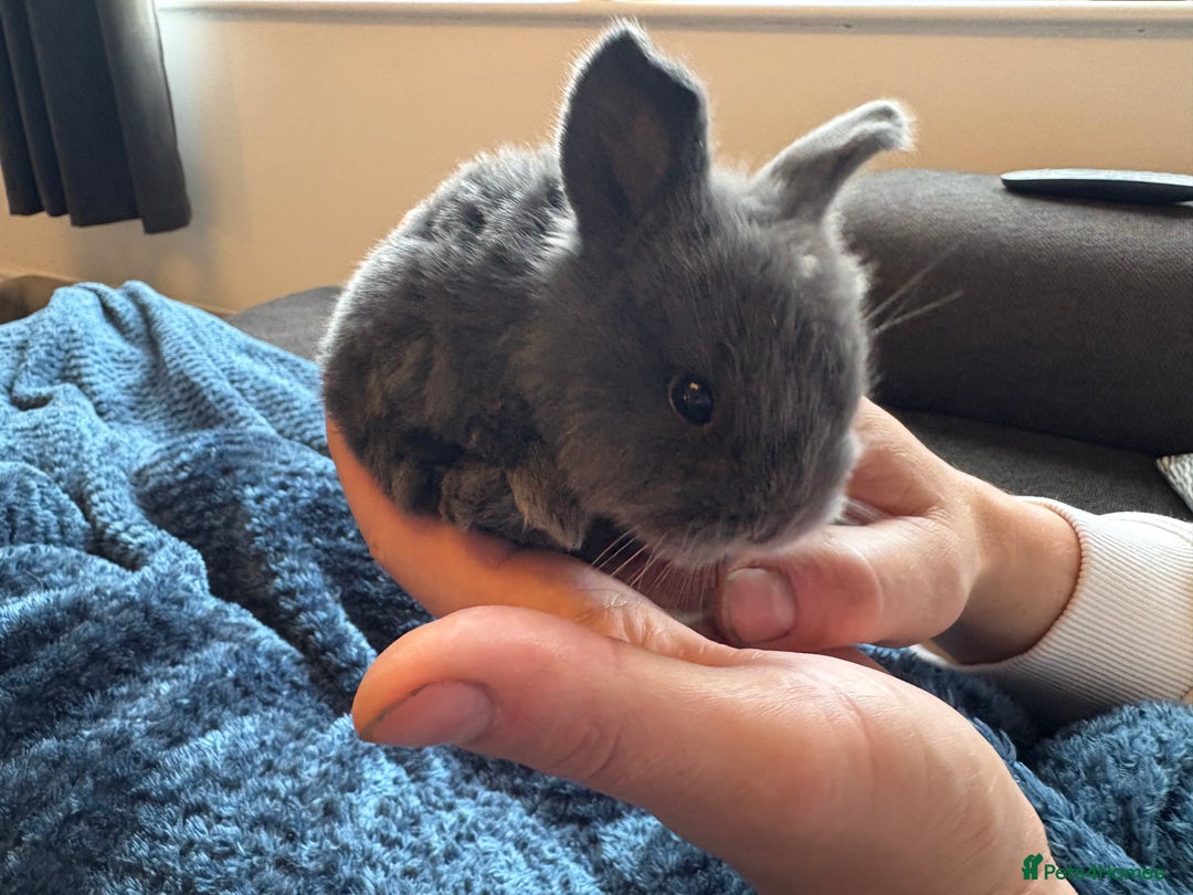 Mini Lop rabbits for sale: Pure Bred Mini Lop babies - Advert 33