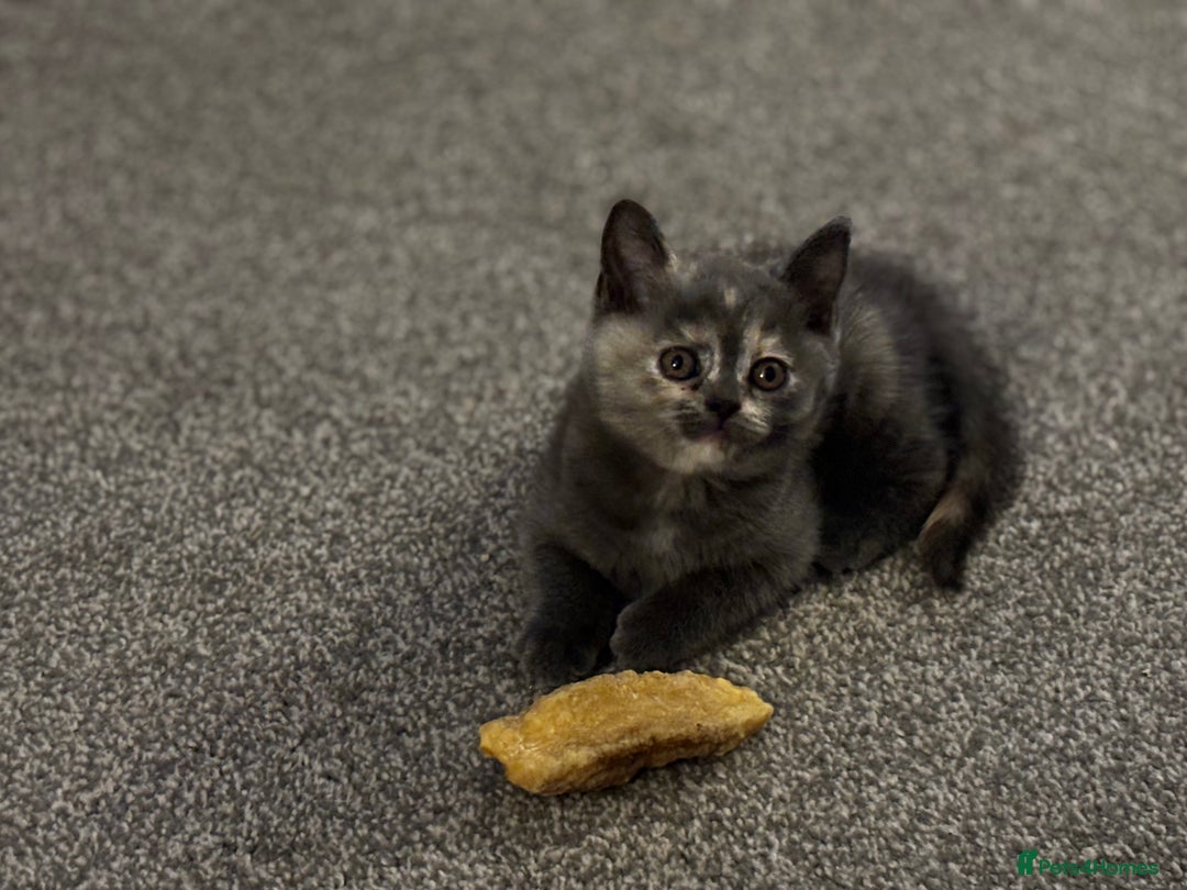 British Shorthair cats for sale: Adorable kittens READY NOW in Wakefield - Image 4