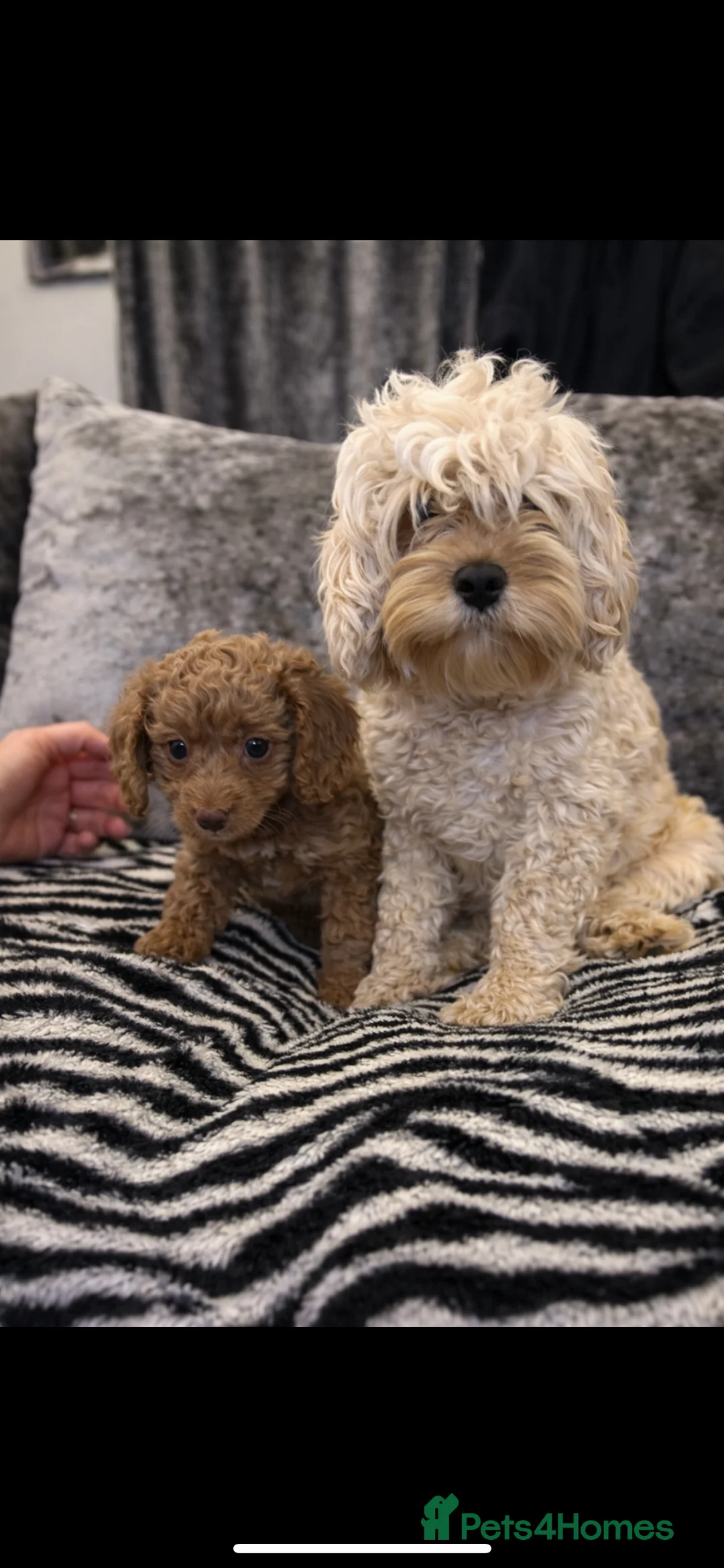 Cavapoo dogs for sale: stunning litter of cavapoo girls  - Advert 4