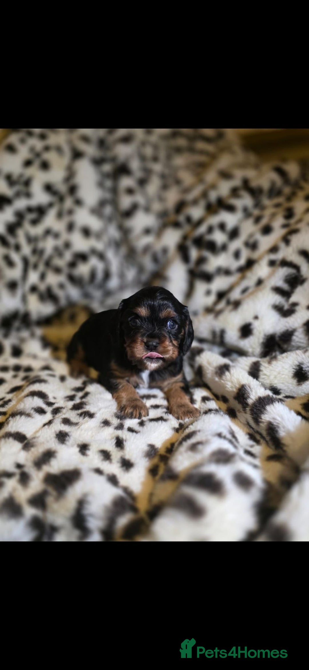 Cavalier King Charles Spaniel dogs for sale: 💫CKC STUNNING PUPPIES HEALTH TESTED 💫 - Advert 9