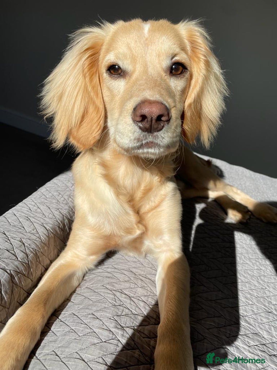 Cocker Spaniel dogs for stud: Proven Working Cocker Spaniel stud - KC Registered in Cockermouth - Advert 3