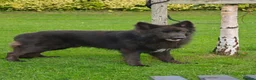 German Shepherd dogs for sale: Stunning German shepherd pups in Chorley - Advert 2