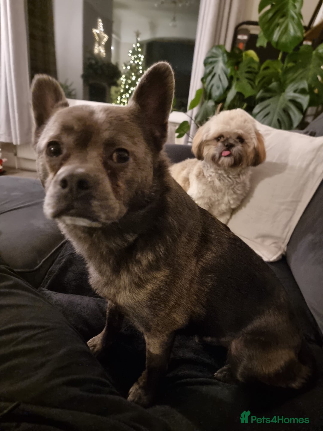 Mixed Breed dogs for sale: Ronnie  - Advert 20