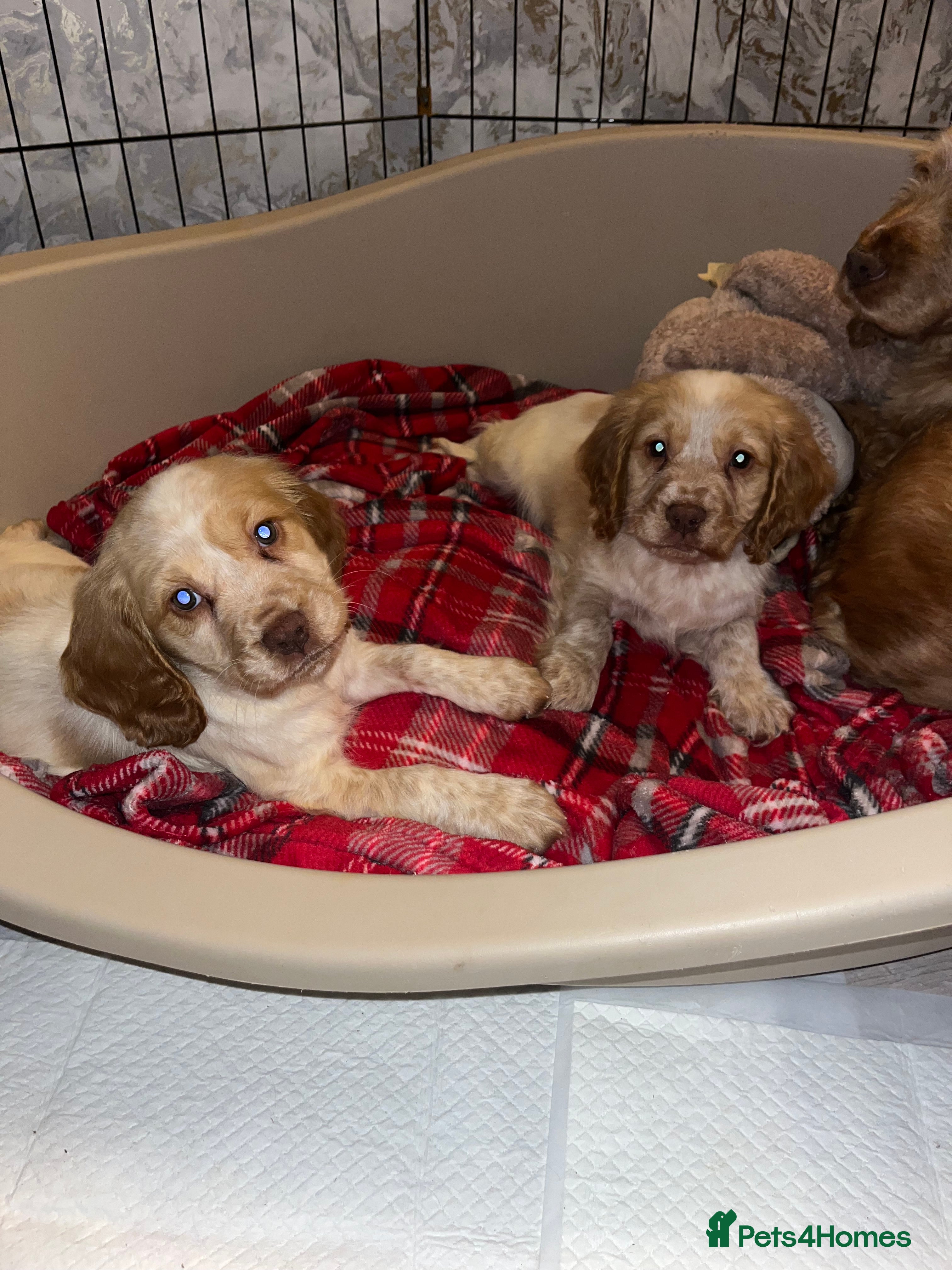 Cocker Spaniel dogs Cocker spaniel puppies  in Spennymoor - Advert 1