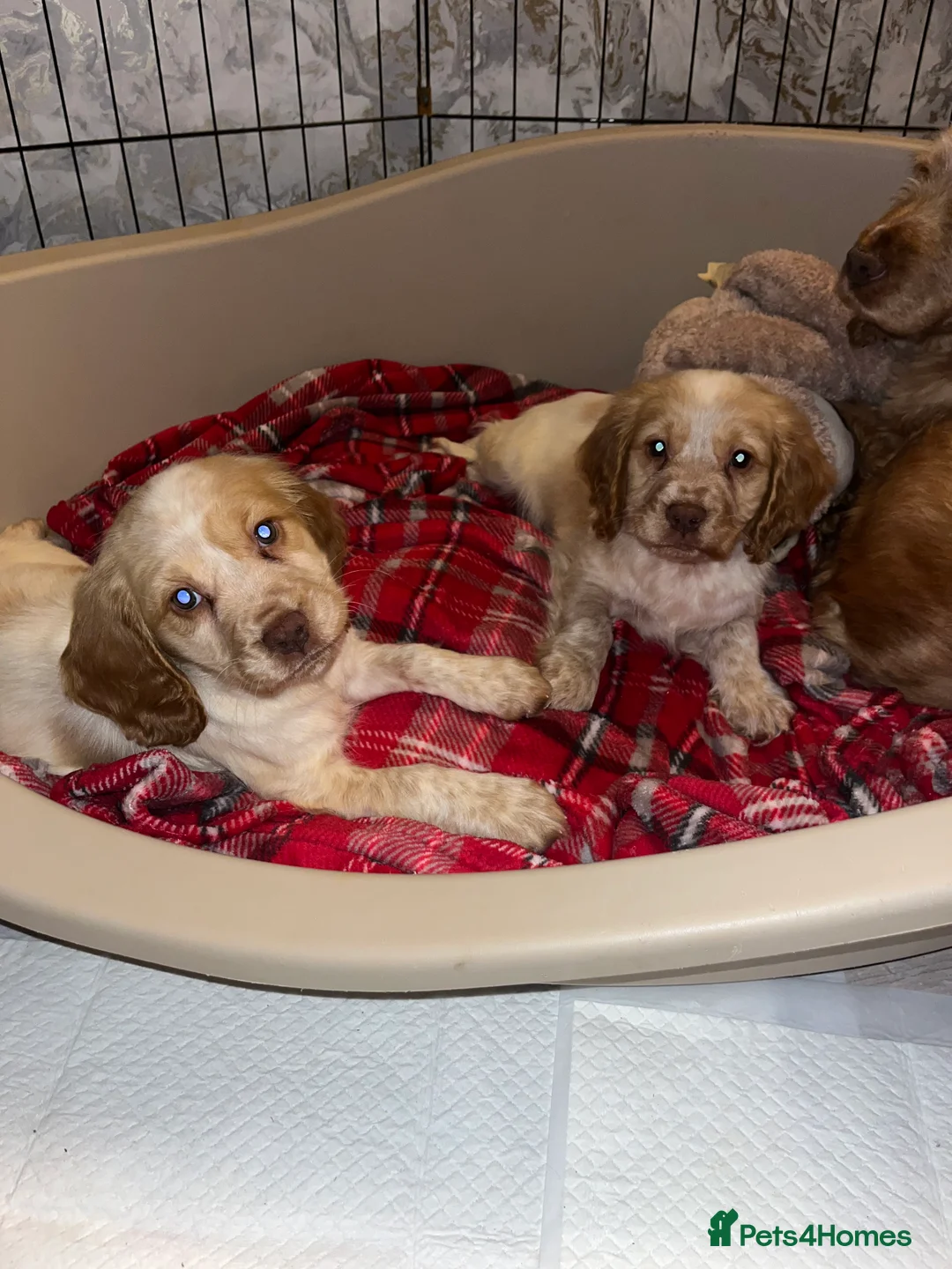 Cocker Spaniel dogs for sale: Cocker spaniel puppies  - Advert 1